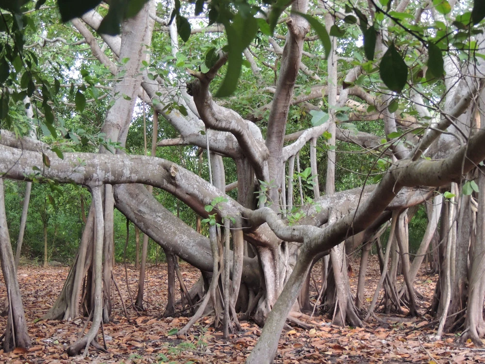 A shaded path beneath the trees