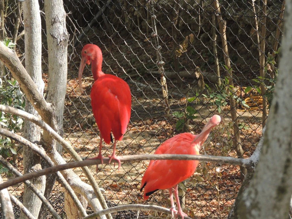 Birdlife in the tropical forest