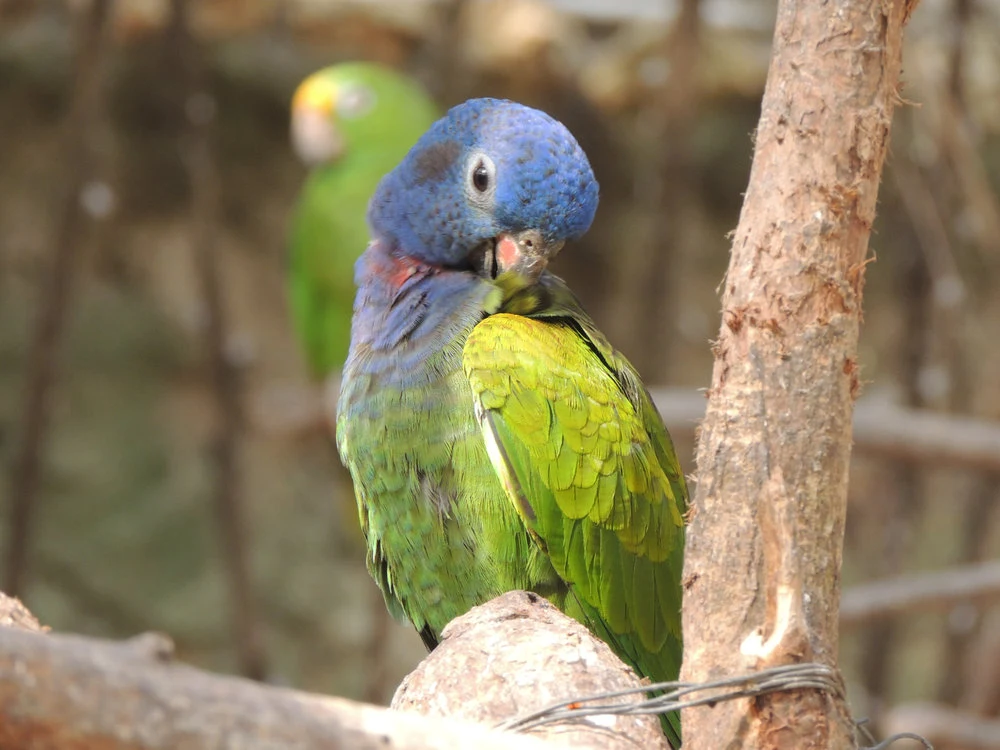 A brightly colored macaw