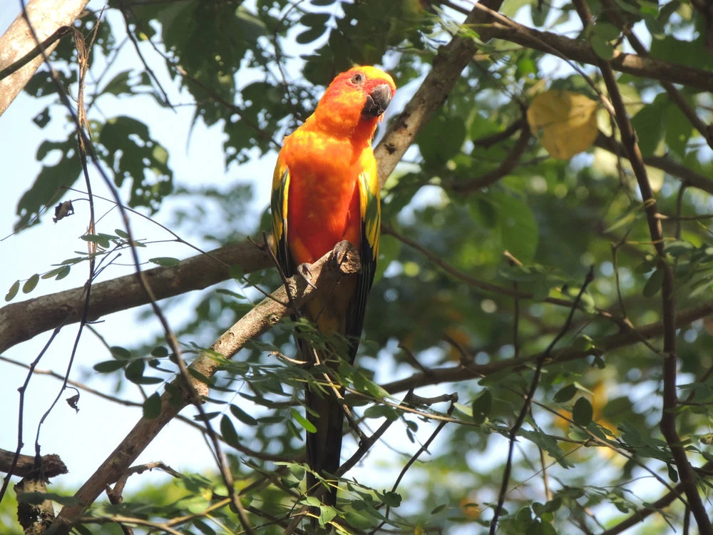 A macaw among tropical trees